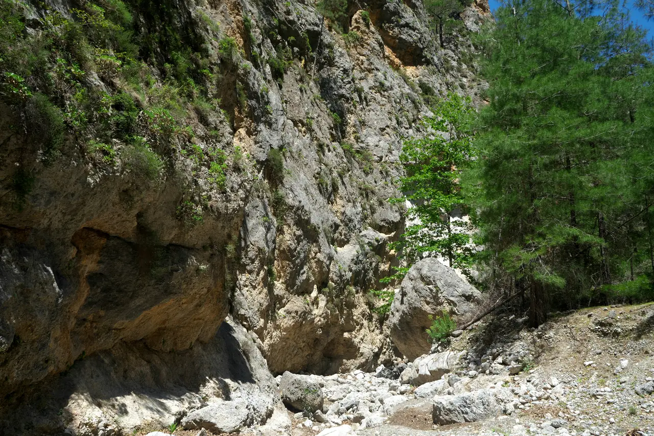Steep rock walls and pines inside a Cretan gorge