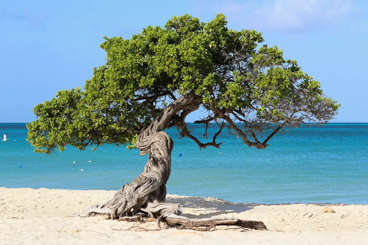 A wind-bent fofoti tree leaning over the white sand of Eagle Beach, Aruba