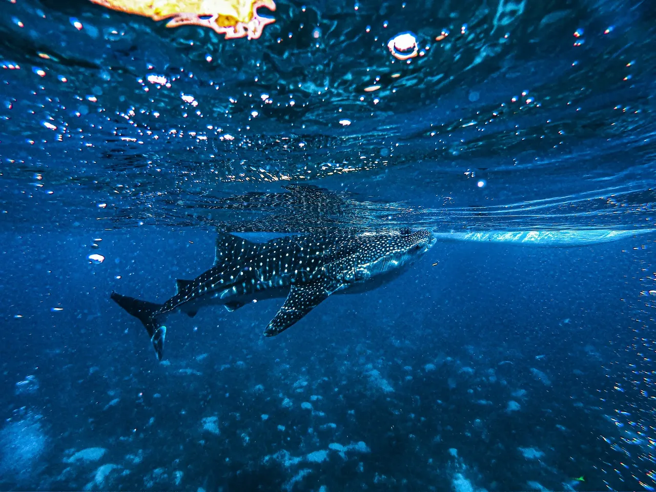 A whale shark swimming just under the surface in deep blue water off Holbox