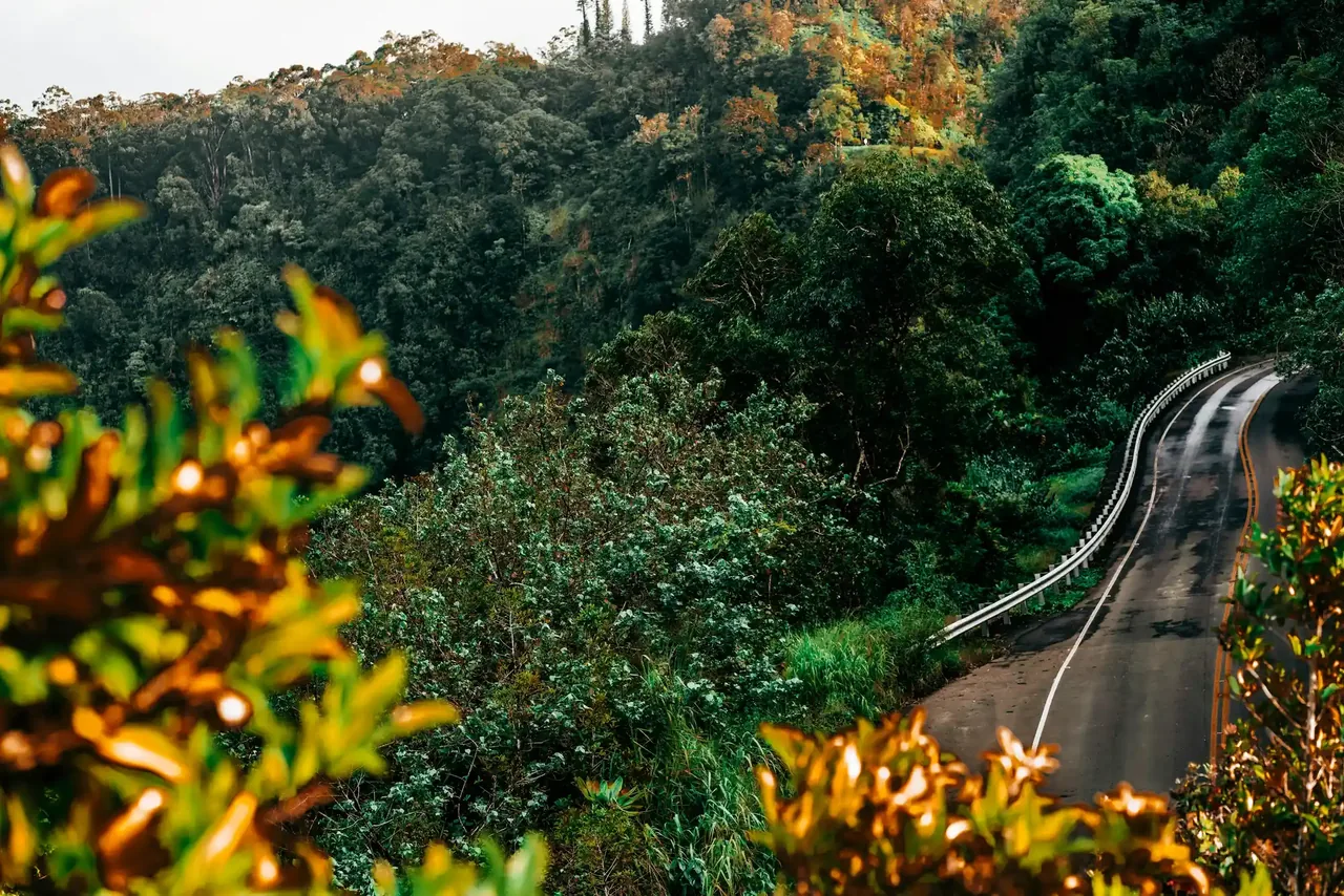 A narrow paved road winding through dense green forest on the Road to Hana, Maui