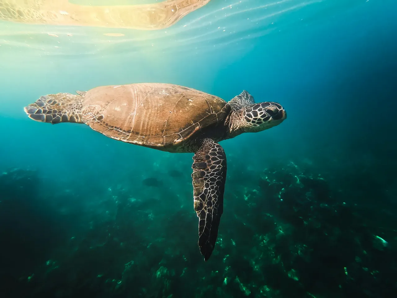 A green sea turtle gliding through clear blue water above a reef off Maui