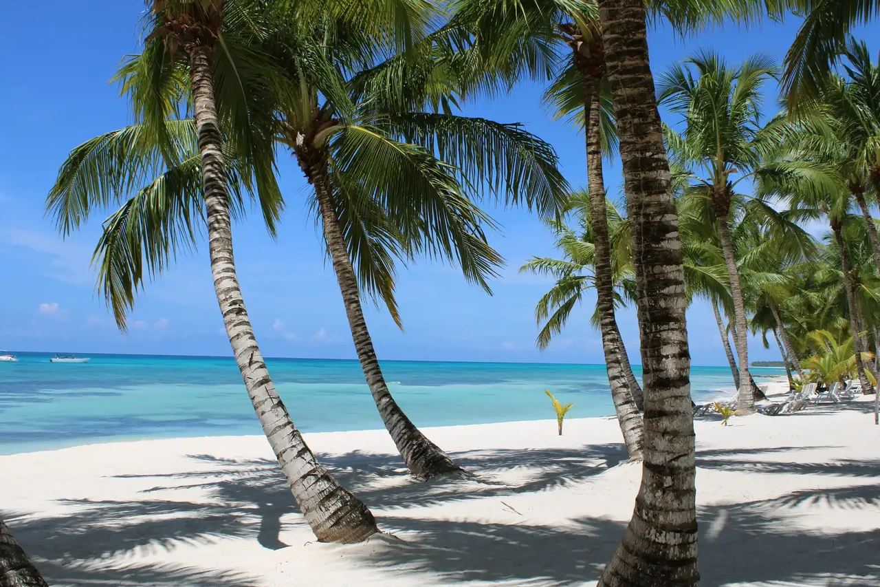 Leaning coconut palms over white sand and calm turquoise water at Punta Cana