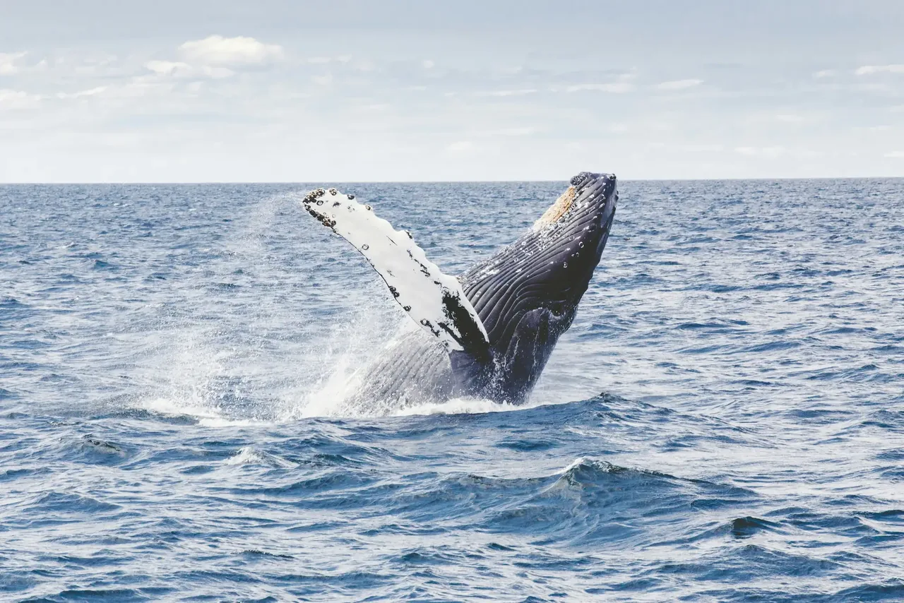 A humpback whale breaching clear of the water off the coast of Rincón