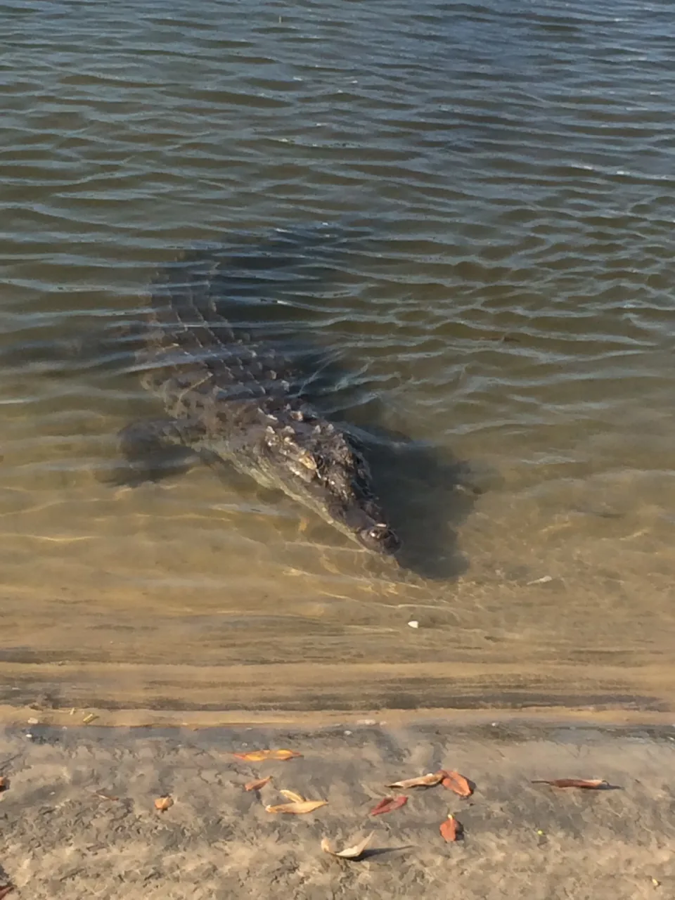 A crocodile lying in shallow murky water at the edge of the Tamarindo estuary