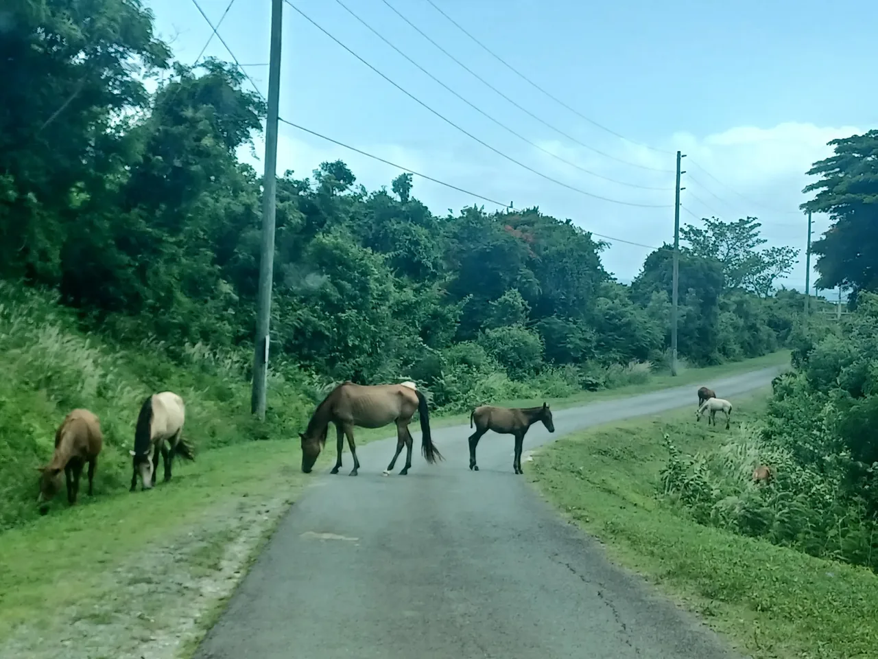 Wild horses grazing on the verge and standing on a quiet road on Vieques